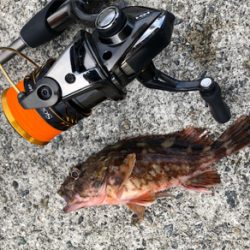 とある港のガッシー