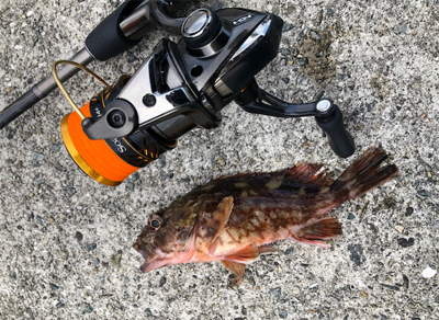 とある港のガッシー