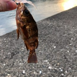 エギング不発からのメバリング