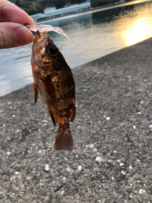 エギング不発からのメバリング