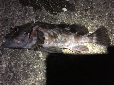 良型ガシリング