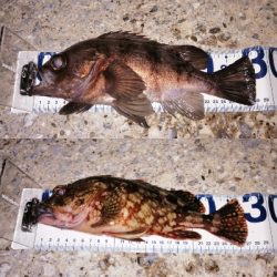 トライデントはカサゴに効く?