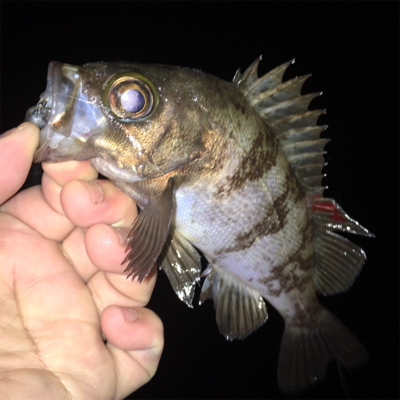 垂水漁港でアジング