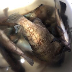 メバルを仕入れに