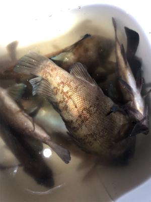 メバルを仕入れに