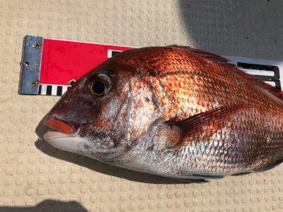 タイラバ〜‼️…