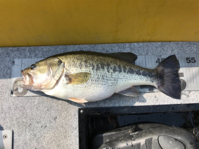 1日ボート釣行！