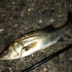 ⭐︎シーバス⭐︎