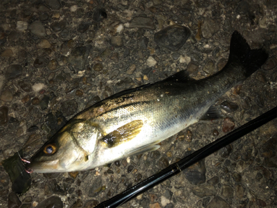 ⭐︎シーバス⭐…