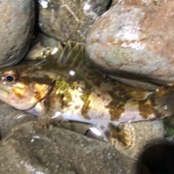 とあるゴロタ浜ロック