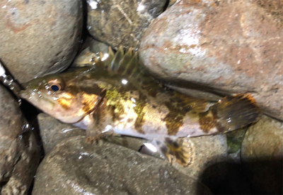 とあるゴロタ浜ロック