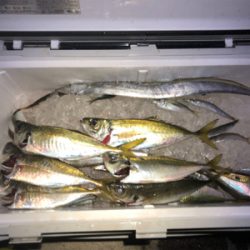 ジグパラサビキ