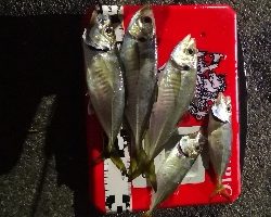 アジング 練習 136