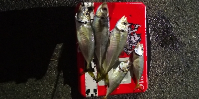 アジング 練習 136