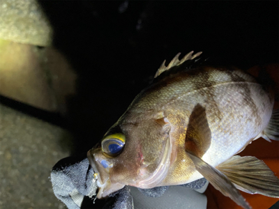 フロートゲーム