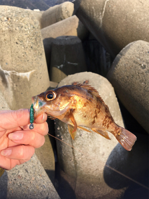 またまたデイメバル