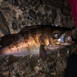 3密を避け、メバリング！