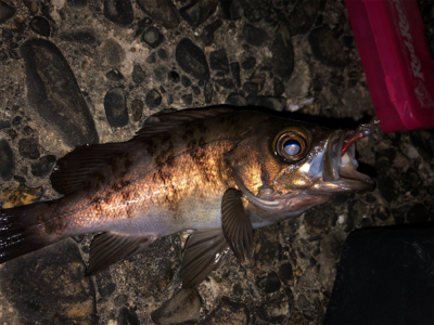 3密を避け、メバリング！