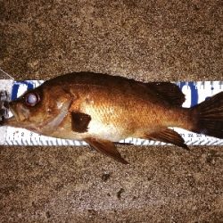 一瞬の雨後地合い