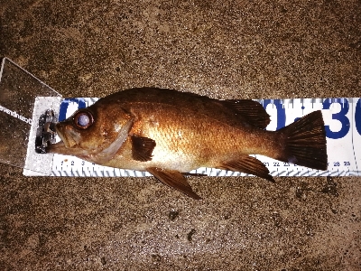 一瞬の雨後地合い
