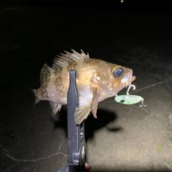 爆風メバリング