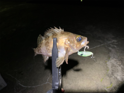 爆風メバリング