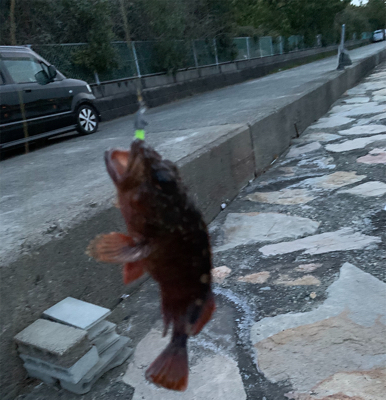 メバリング釣果