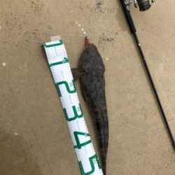 青物不発からの安定のコチさん