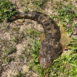 デイ&ナイトチニング