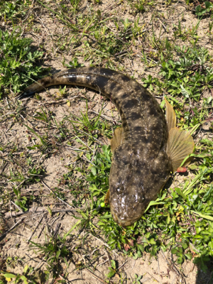 デイ&ナイトチニング