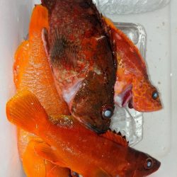 テンヤ・タイラバ船