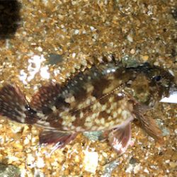 とあるサーフ&ゴロタのライトロック