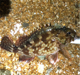 とあるサーフ&ゴロタのライトロック