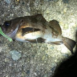 マズメからのメバリング