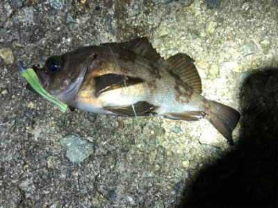 マズメからのメバリング