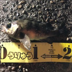 サクッとメバル達