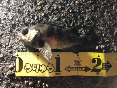 サクッとメバル達