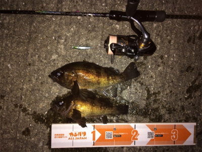 メバリング楽しいです