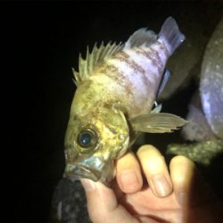 メバルプラッキング