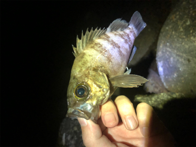 メバルプラッキング