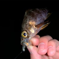 今宵はメバリングへ