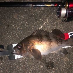 初場所 メバリング