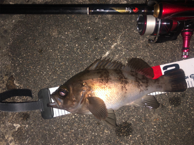 初場所　メバリング