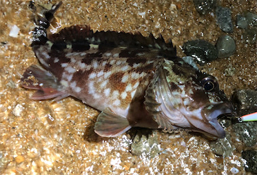 とある雨上がりのサーフプラッキング
