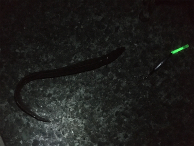 久しぶりのニョロニョロ