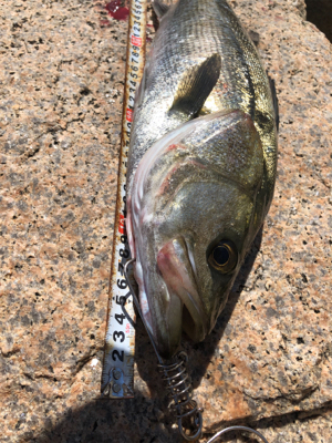 風ニモマケズ！