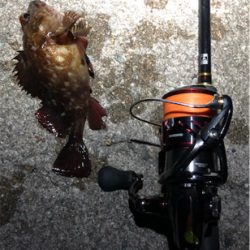 とあるガシラの祭り