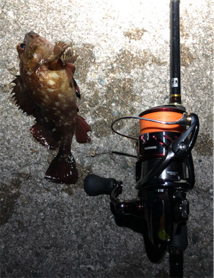 とあるガシラの祭り