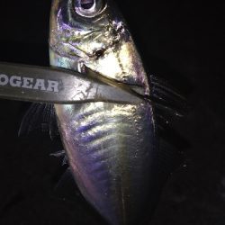 ナイトアジング