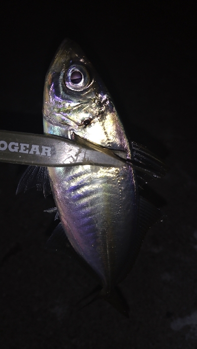 ナイトアジング